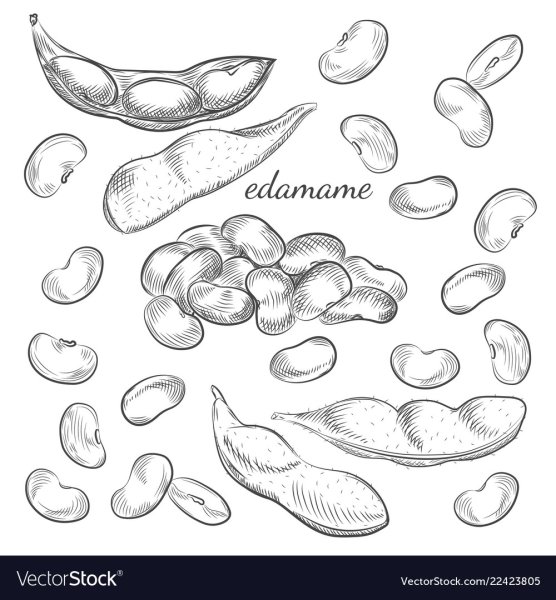 Фасоль плоская Графика