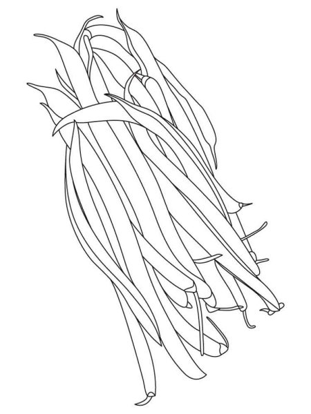 Дремоносные Бобы