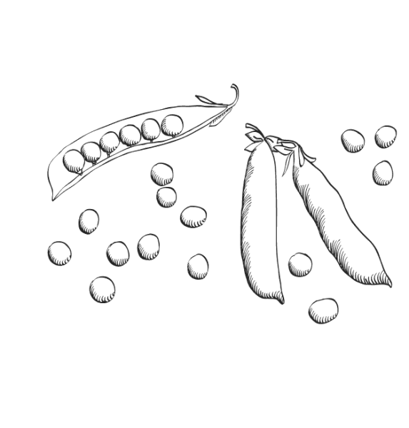 Раскраска овощи на грядке