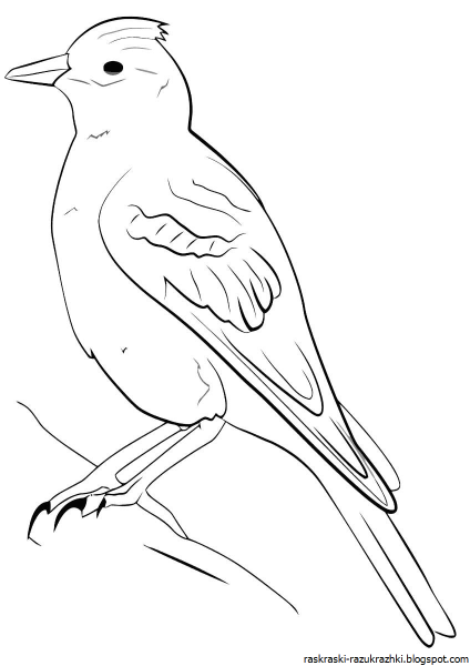 Жаворонок рисунок для детей