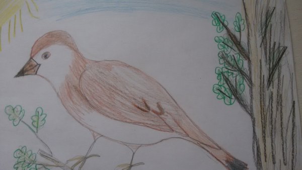 Жаворонок рисунок детский