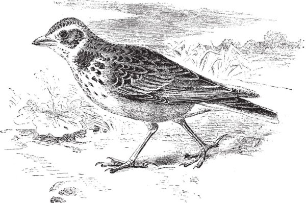 Жаворонок карандашом