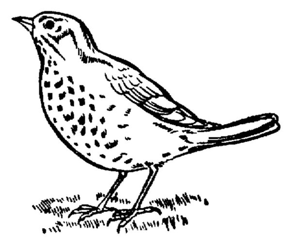 Певчий Дрозд раскраска