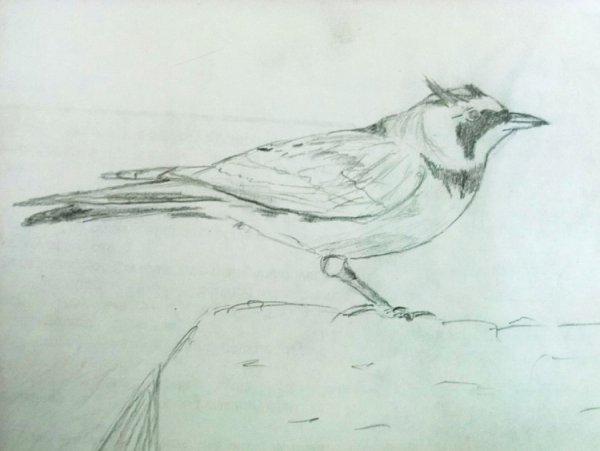 Жаворонок карандашом