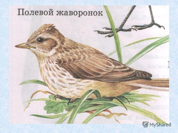 Рисование жаворонка