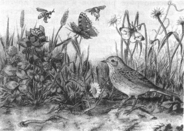 Иллюстрацию к романсу м.и. Глинки "Жаворонок"