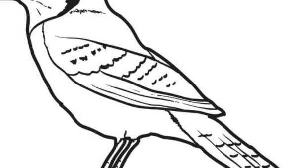 Сойка птица раскраска