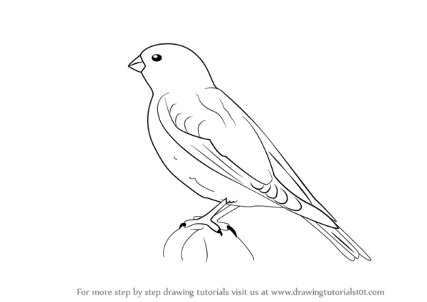 Раскраска к птичка пуночка