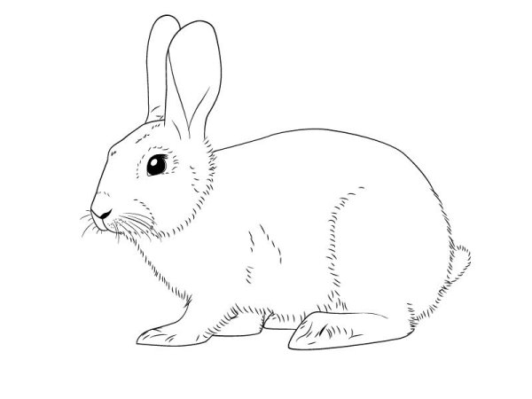 Зайчик карандашом