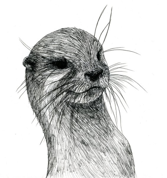 Выдра рисунок