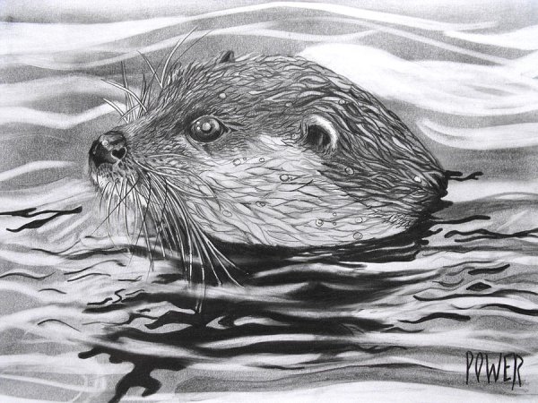 Выдра Графика