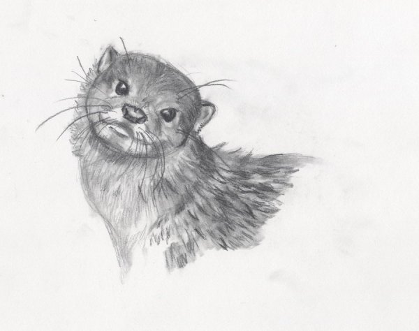 Выдра рисунок карандашом для срисовки