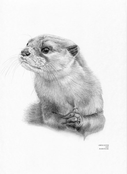 Хорек набросок