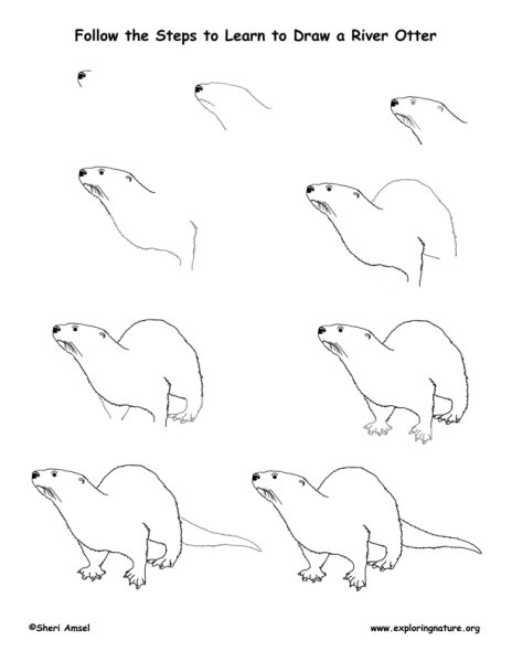 Поэтапное рисование выдра для дошкольников