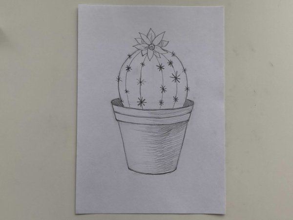 Зарисовки кактусов