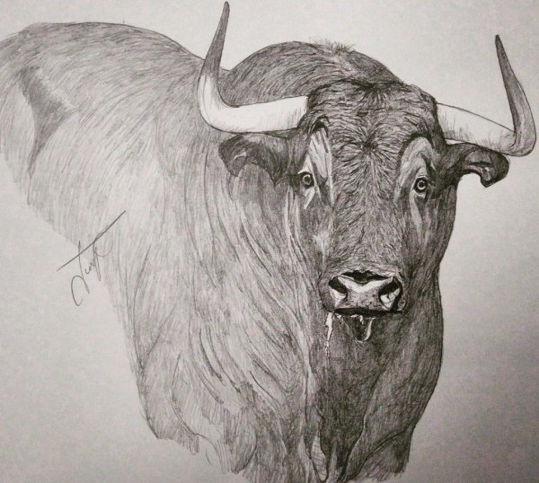 Телец рисунок карандашом