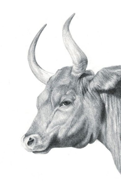 Телец рисунок карандашом