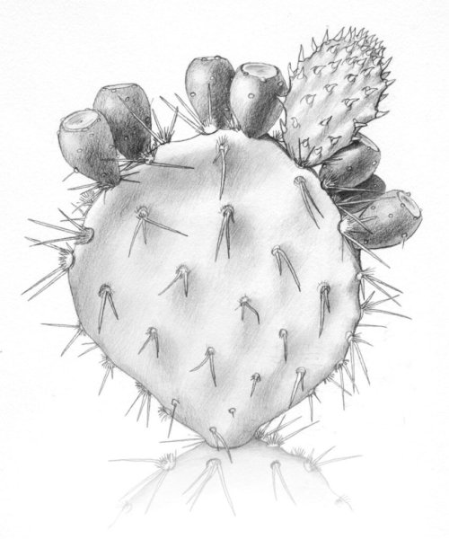 Кактус набросок