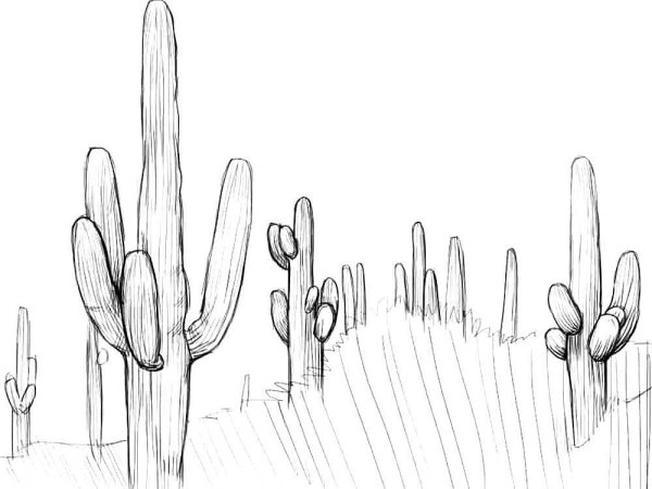 Кактус карандашом