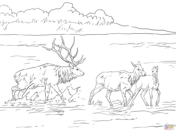 Тундра раскраска для детей