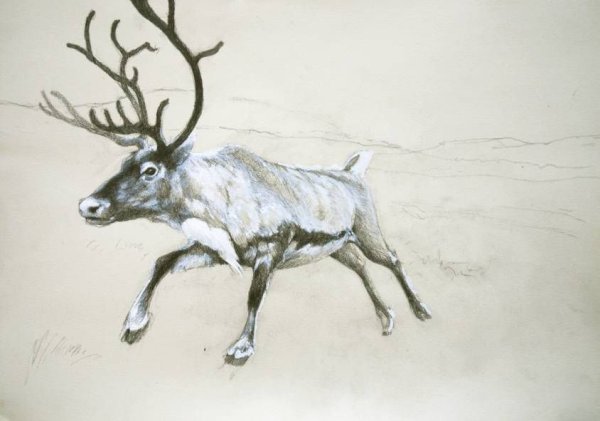 Арктика раскраска для детей