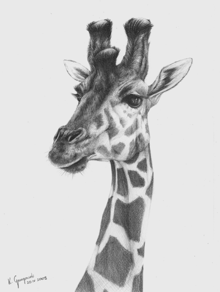 Жираф набросок