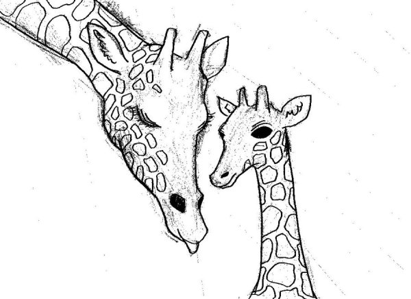 Жираф карандашом