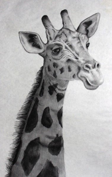 Жирафа карандашом