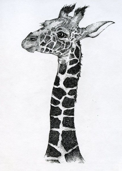 Жираф черно белый