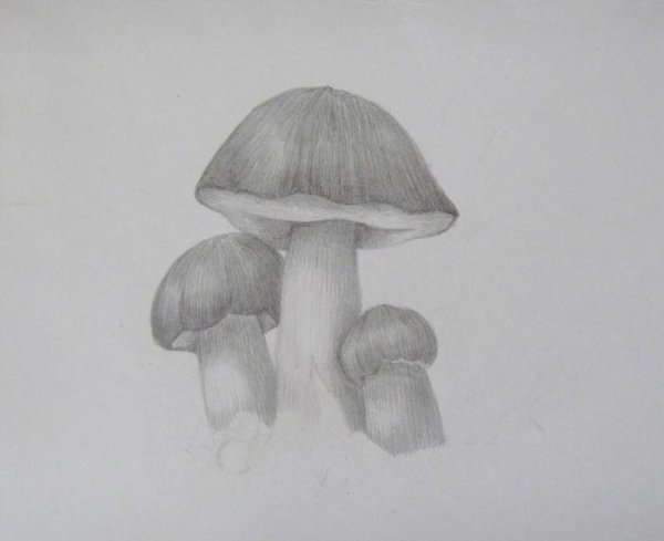 Бледная поганка раскраска