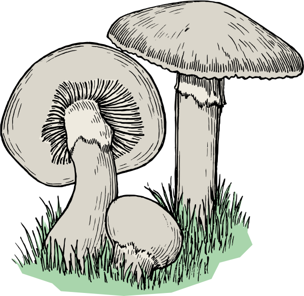 Грибы для срисовки карандашом