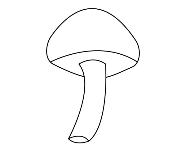 Белый гриб карандашом