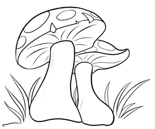 Грибы карандашом