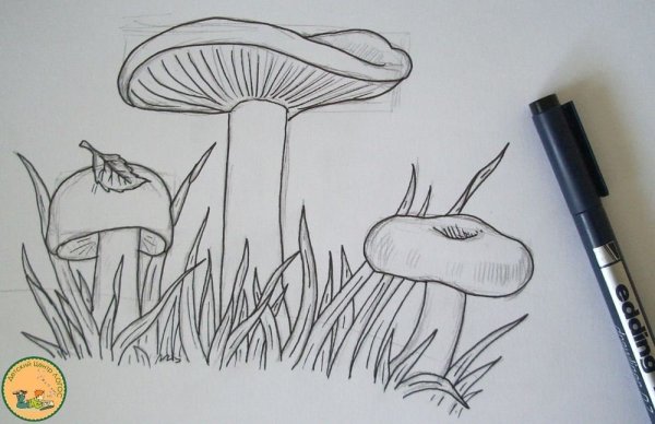 Грибы карандашом