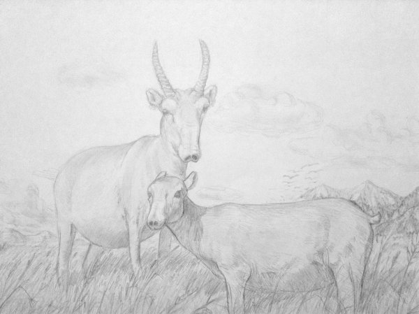 Сайгак рисунок карандашом