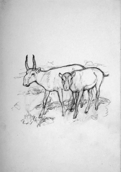 Картина Сайгак