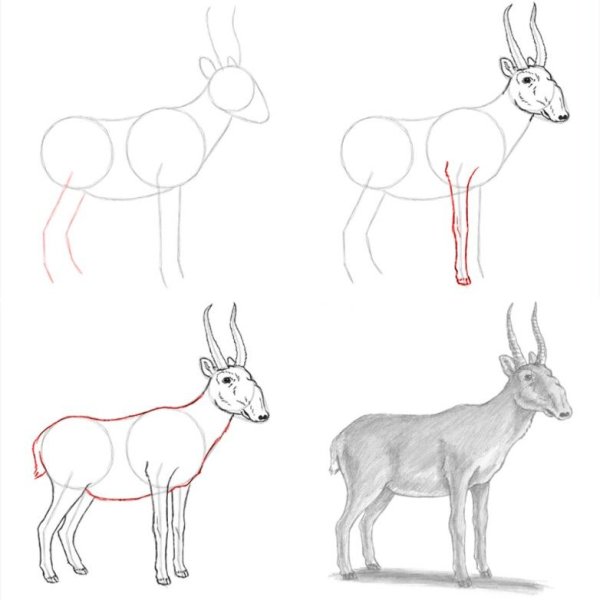 Сайгак рисунок