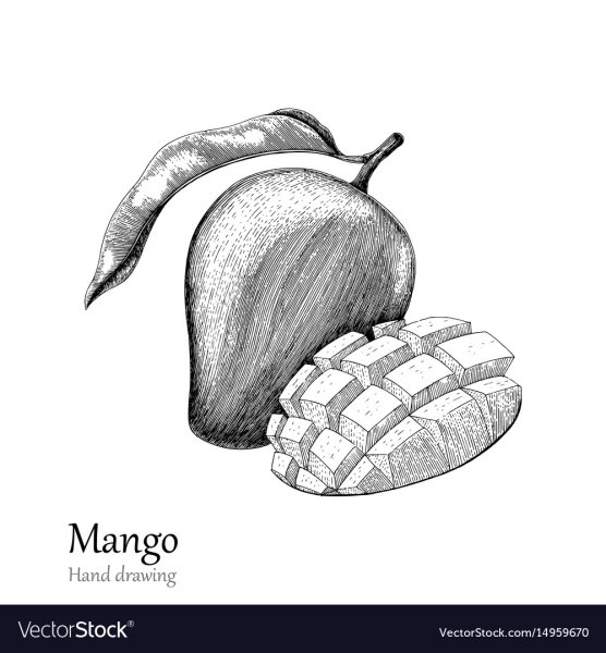 Манго рисунок скетч