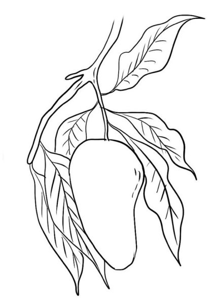 Манго фрукт раскраска