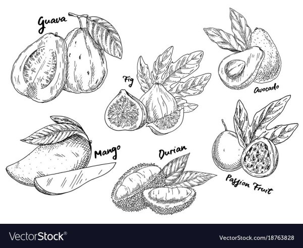 Манго Графика