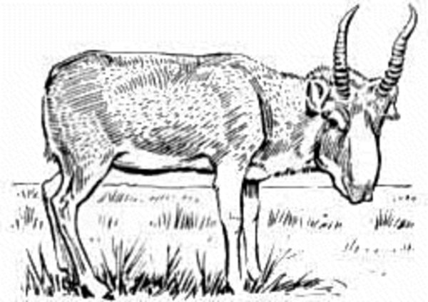 Сайгак раскраска