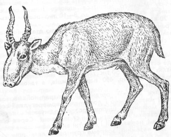 Сайгак рисунок