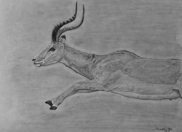 Сайгак карандашом