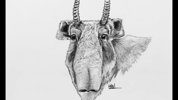 Сайгак рисунок карандашом