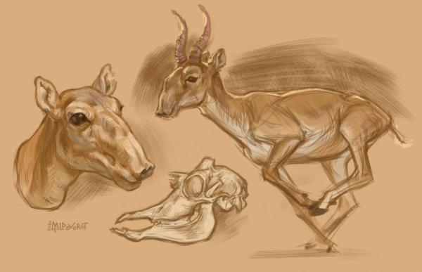 Скелет сайгака