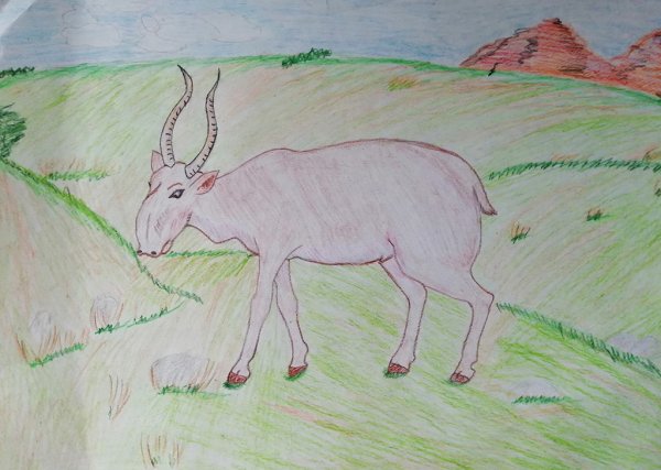 Нарисовать сайгака