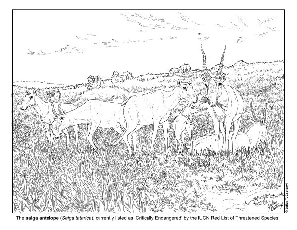 Сайгак раскраска для детей