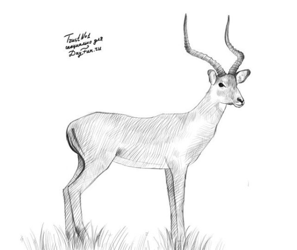 Антилопа рисунок карандашом