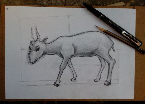 Сайгак карандашом