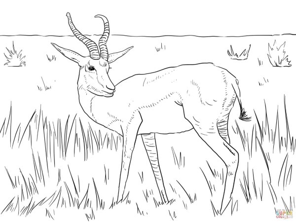 Сайгак раскраска для детей